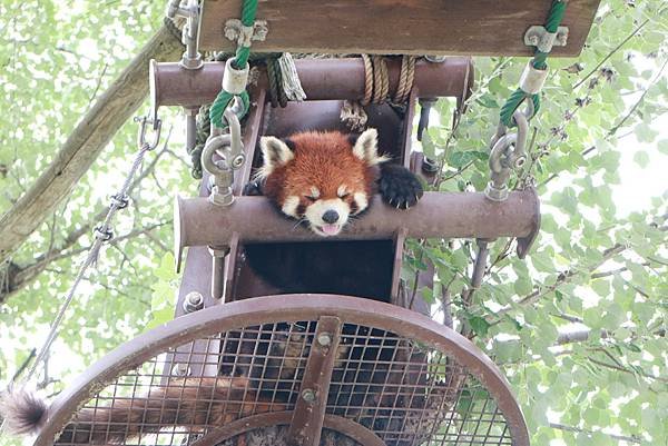 20170711旭山動物園_170711_0039.jpg