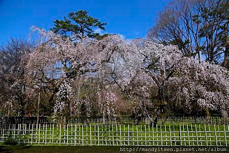 近衛邸跡の糸桜