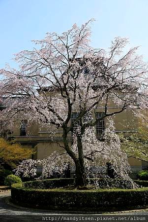 京都府廳枝垂櫻