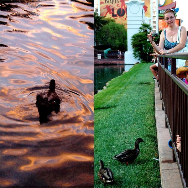 The Mirage_Duck