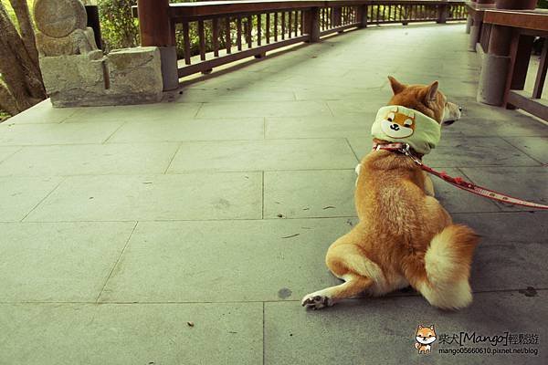shiba mango0610_2_024