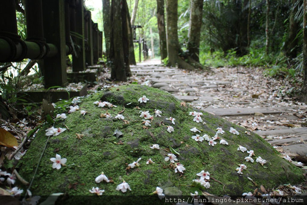 苗栗 蓬萊溪護魚步道