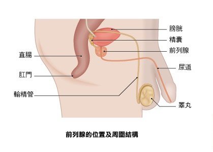 前列腺