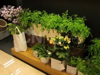 CNFlower克麗比努爾花藝設計
