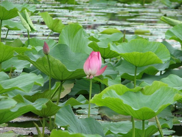 荷花池