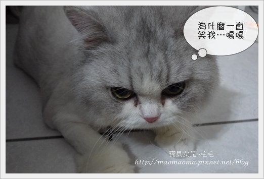 毛毛06.JPG