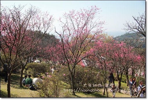 陽明山10.JPG