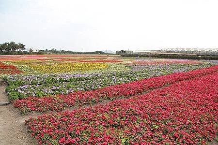 台東花海-095.JPG