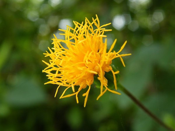 DSCF4102.JPG