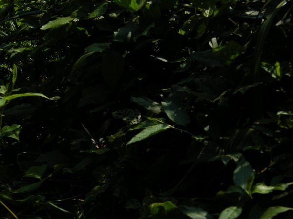 DSCF0096.JPG