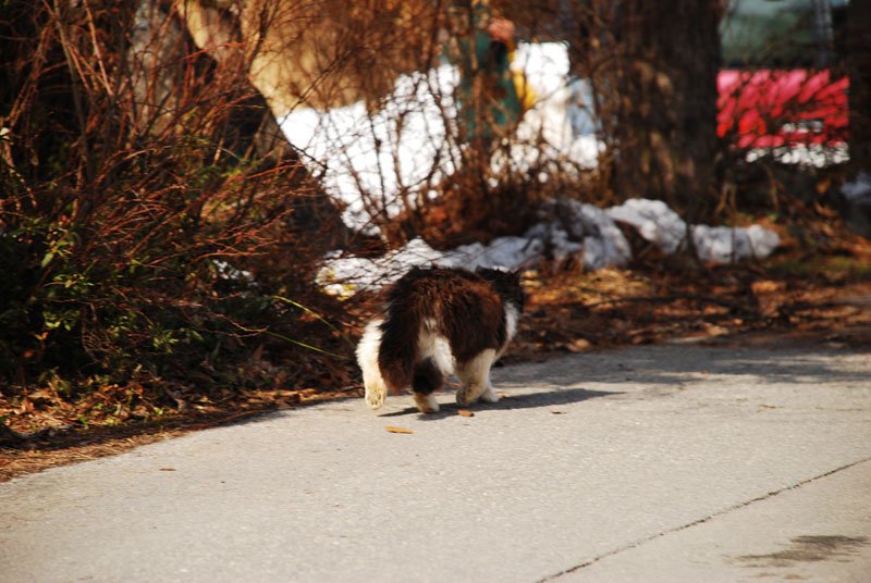 DSC_0411.JPG
