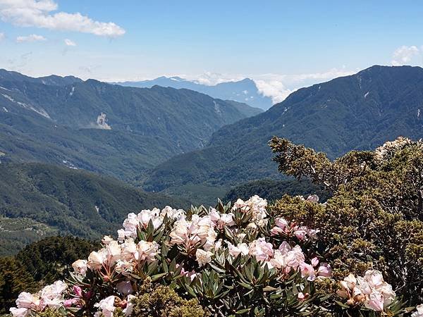 石門山高山杜鵑 (1).jpg