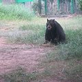 非洲大草原---猛禽區裡的熊