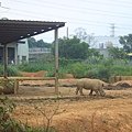 非洲大草原---白犀牛寶寶1