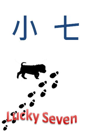 小七封面.png