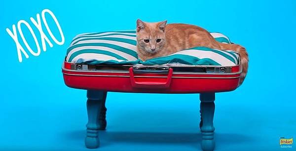 DIY Cat Toys - How to Make a Suitcase Bed - YouTube.jpg