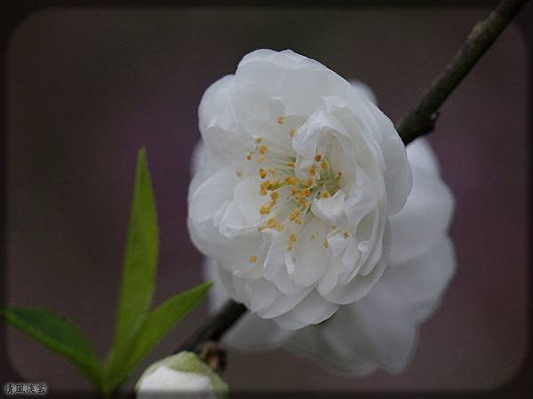 DSC00245.jpg