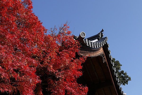 天龍寺＿紅楓.jpg