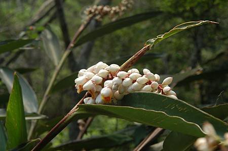 不知名植物.JPG