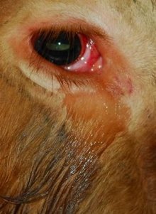 2011-4-16-110416cow02ss.jpg