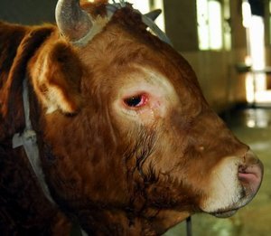2011-4-16-110416cow01ss.jpg