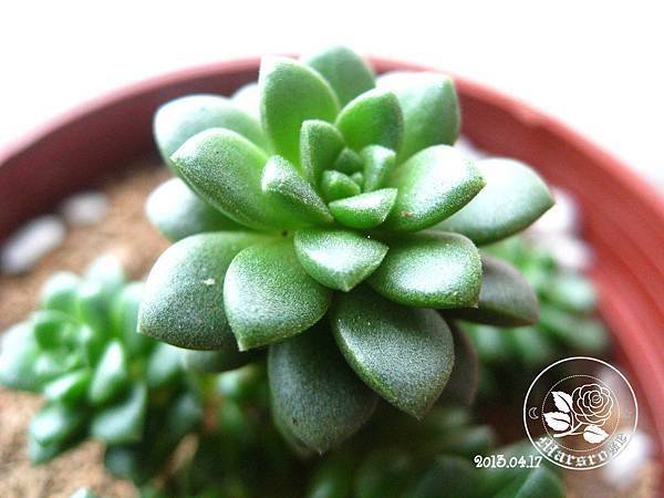 小玉_FB03