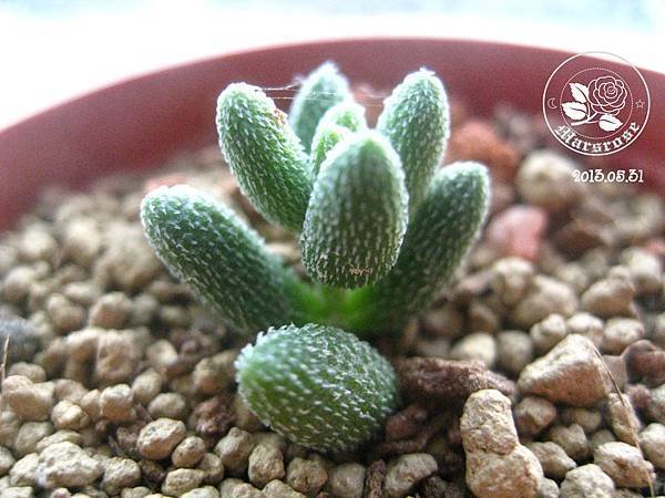 Crassula hirtipes_20130531_BG02