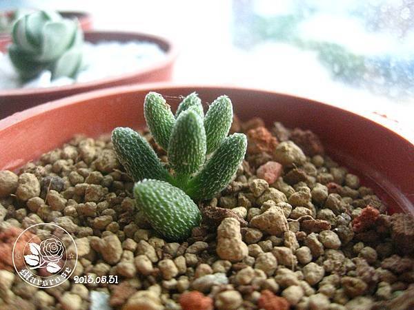 Crassula hirtipes_20130531_BG01