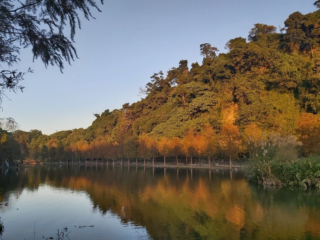 月眉濕地湖畔的落羽松倒影.jpg