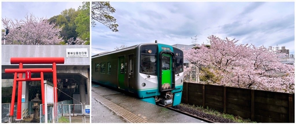 高松賞櫻據點──栗林公園北口站.jpg