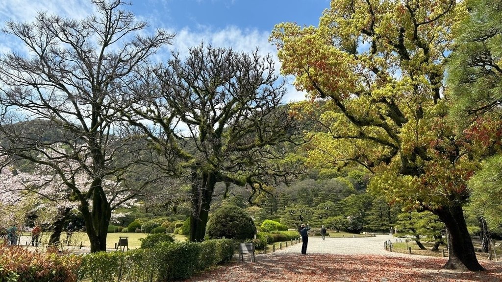 栗林公園百年大樹.jpg