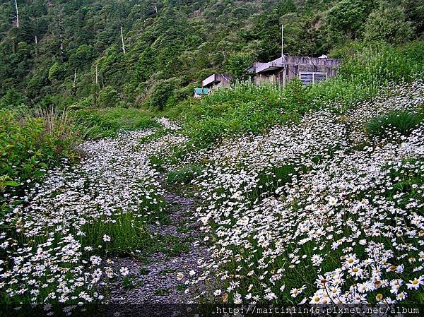 觀高花海5A.jpg