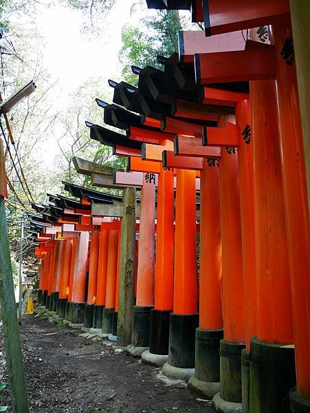 京都自由行 伏見稻荷大社千鳥居散步