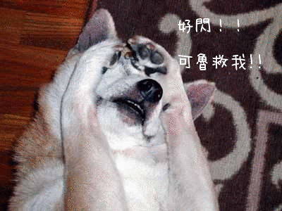 閃光彈03.gif