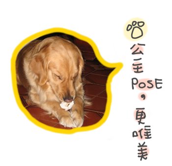 DOG0129-4.jpg