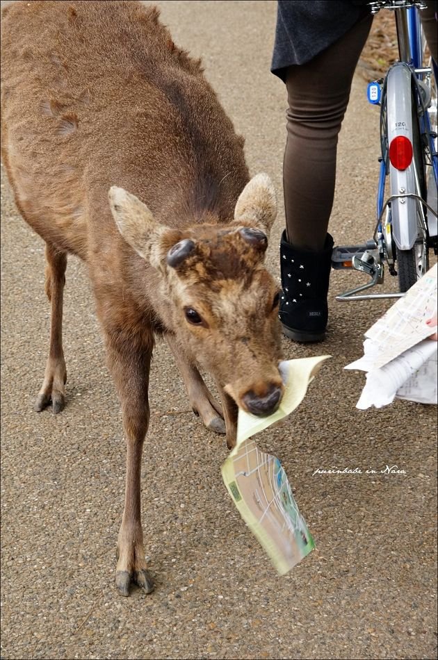 7飢餓的小鹿