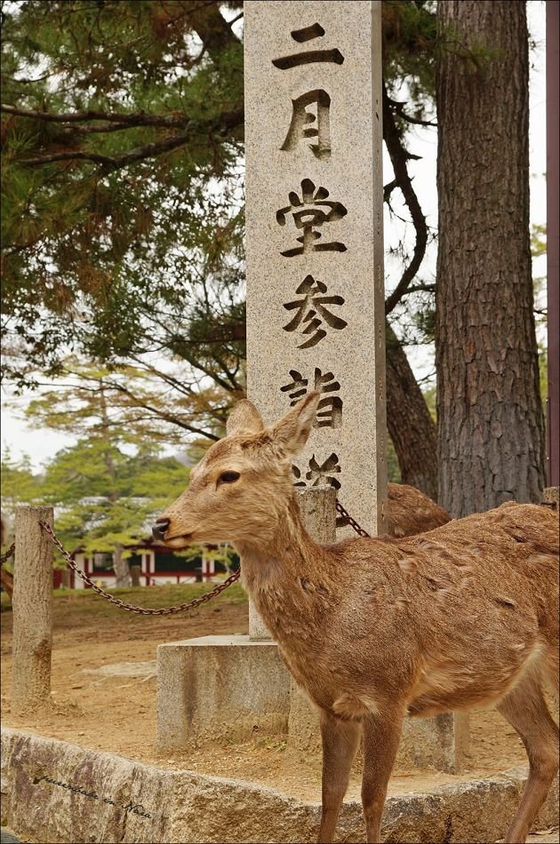 31二月堂參詣道1