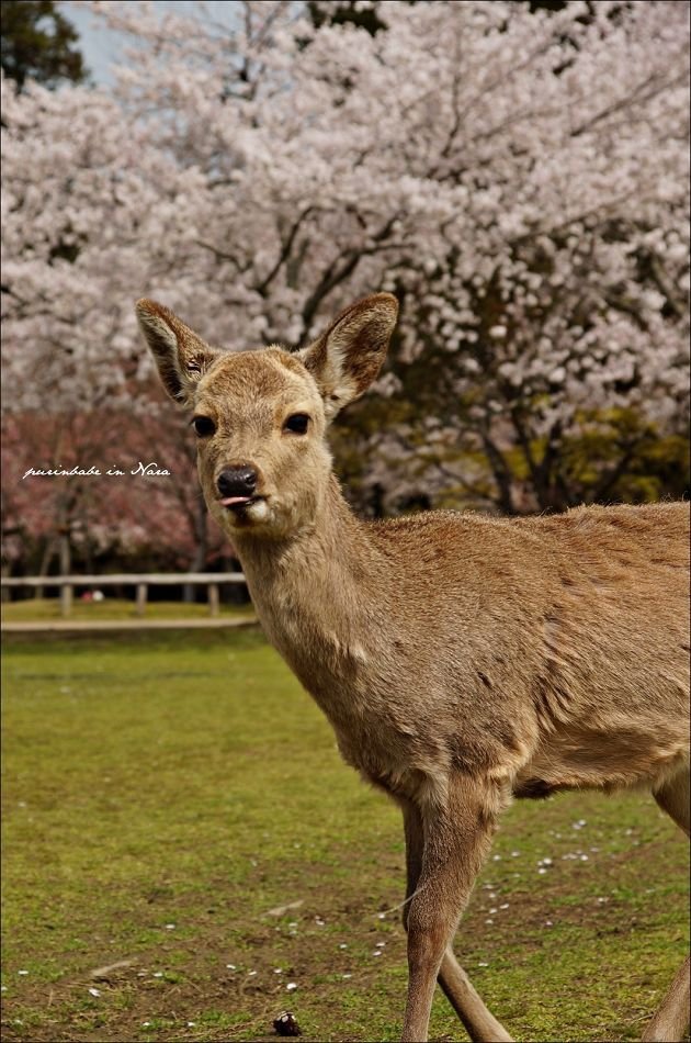 30淘氣小鹿