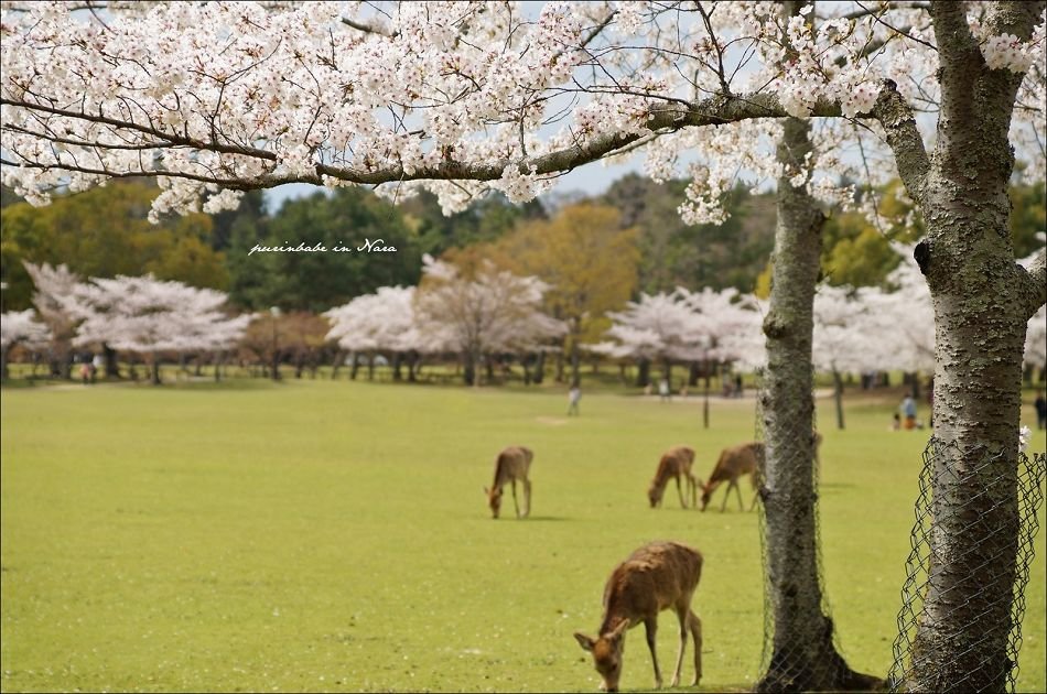 29奈良公園之鹿2