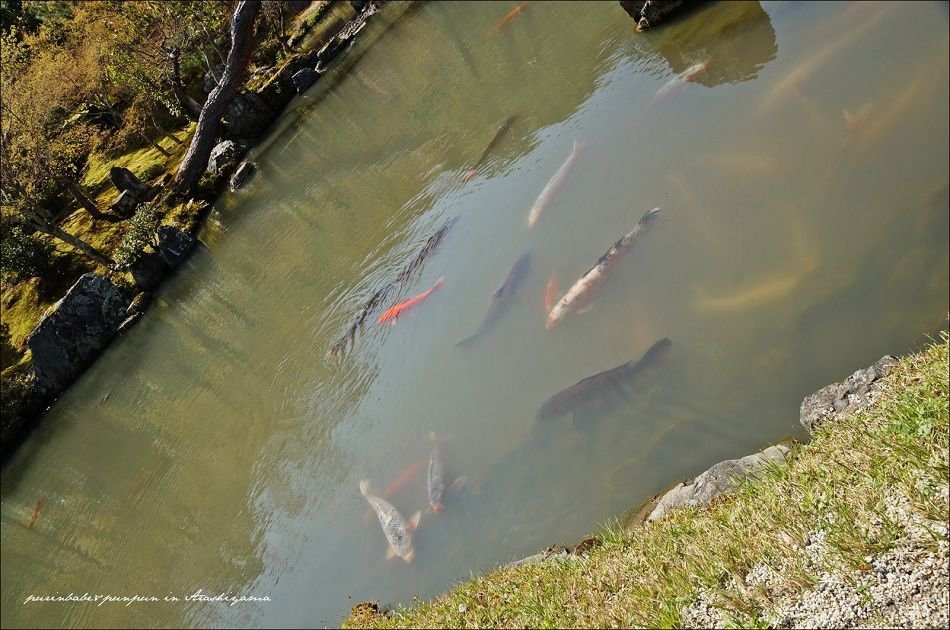 24曹源池大鯉魚