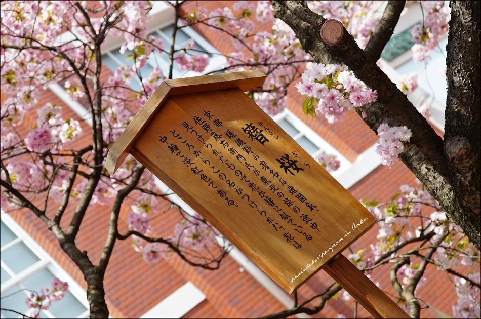10簪櫻