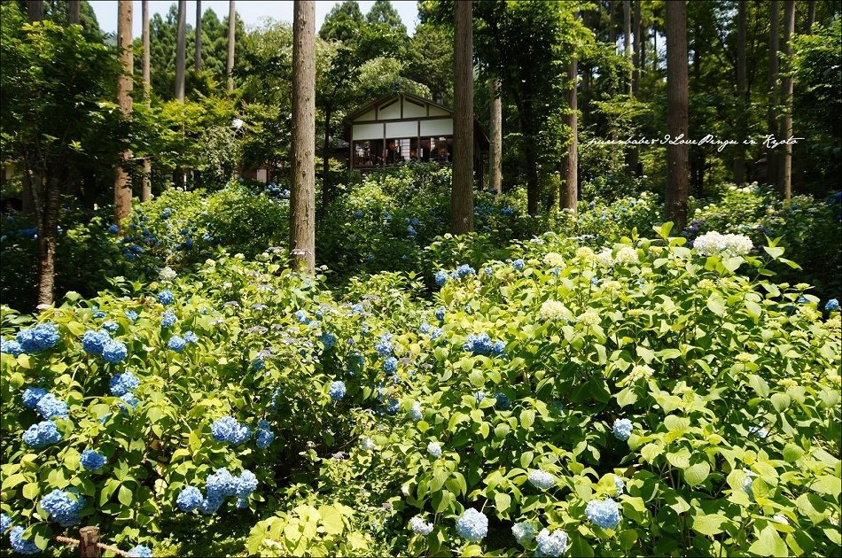 26花園3
