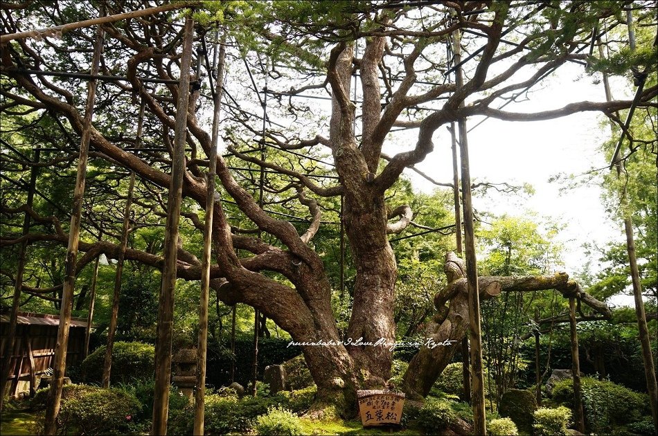 20額緣庭園盤桓園2