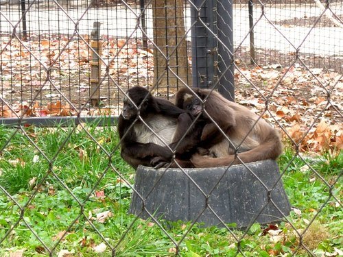 28.再度遊美東～費城動物園 1