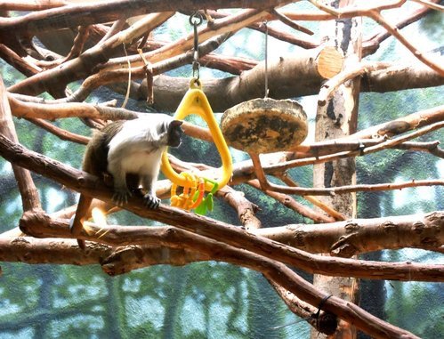 28.再度遊美東～費城動物園 1