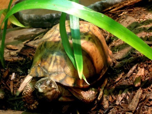 28.再度遊美東～費城動物園 1