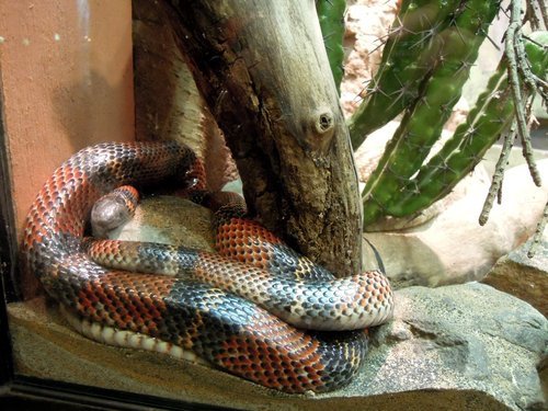 28.再度遊美東～費城動物園 1