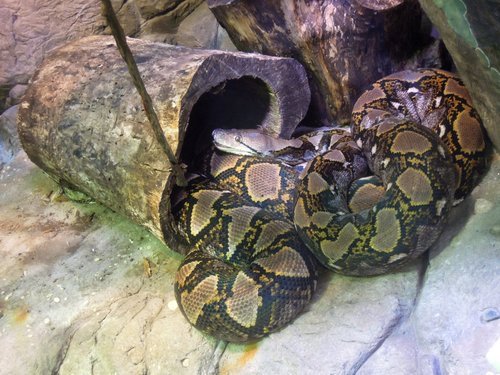 28.再度遊美東～費城動物園 1