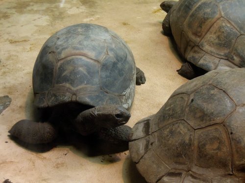 28.再度遊美東～費城動物園 1