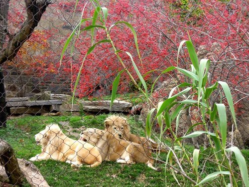 28.再度遊美東～費城動物園 1